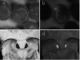 Silkworm Bmlp3 gene promoter and use thereof