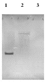 Silkworm Bmlp3 gene promoter and use thereof