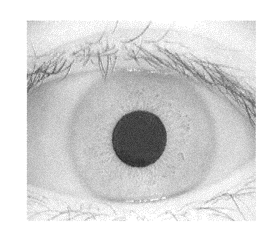 Iris identification method based on blanket dimension and lacunarity