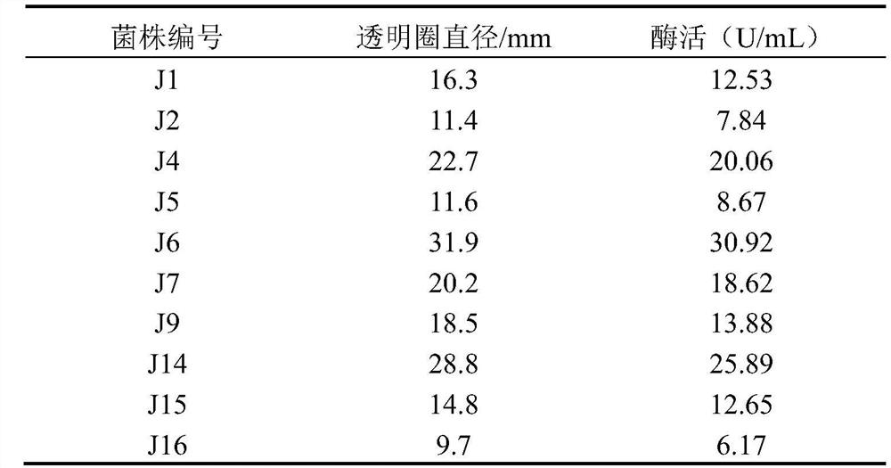 Lactobacillus plantarum with protease production capability, and application thereof