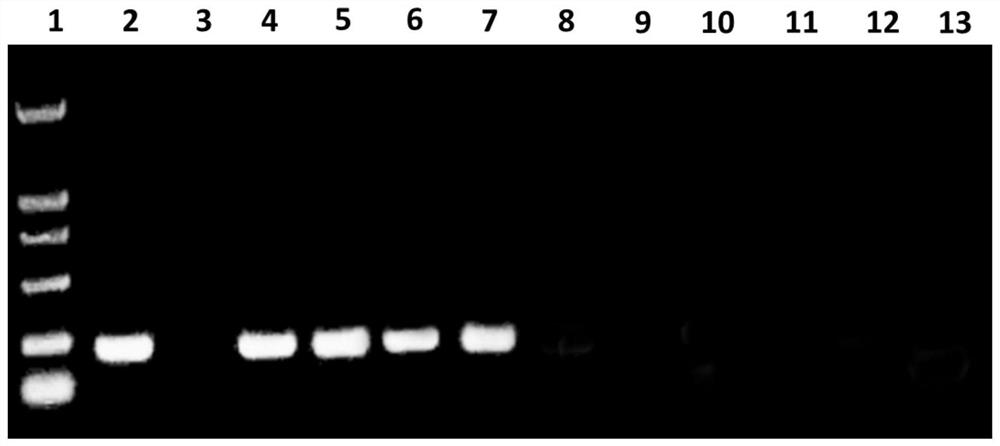 Primer group, kit and application of primer group in rapid identification of pepper root rot bacteria