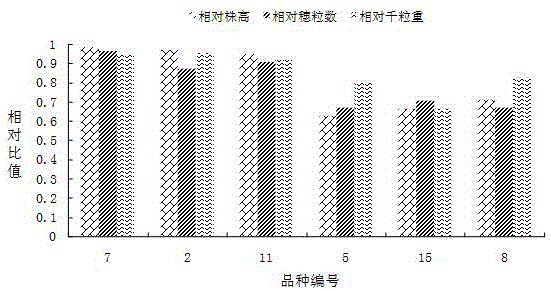 Method for screening phosphorus high efficiency utilizing variety from multiple barley varieties