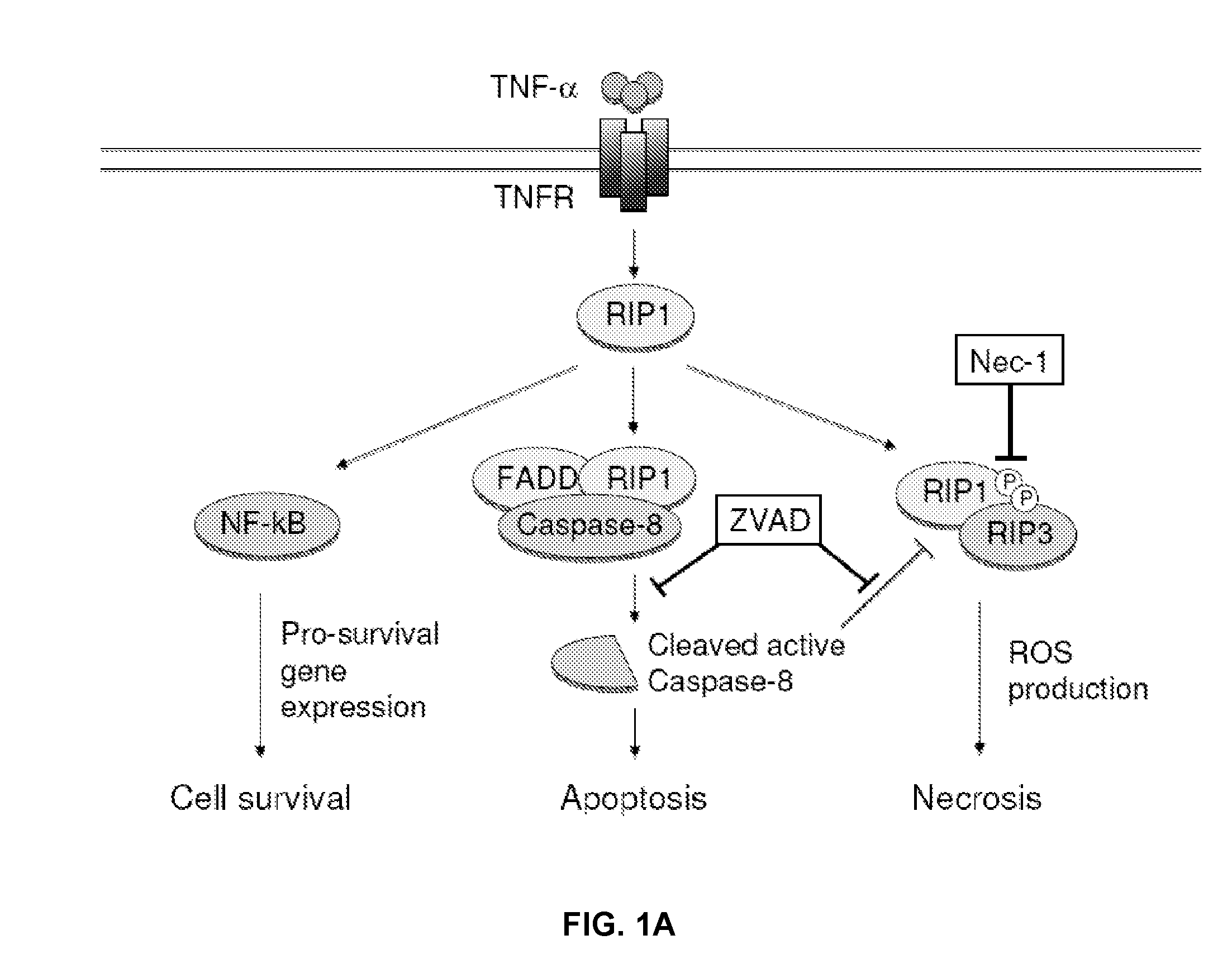 Methods and compositions for preserving photoreceptor and retinal pigment epithelial cells