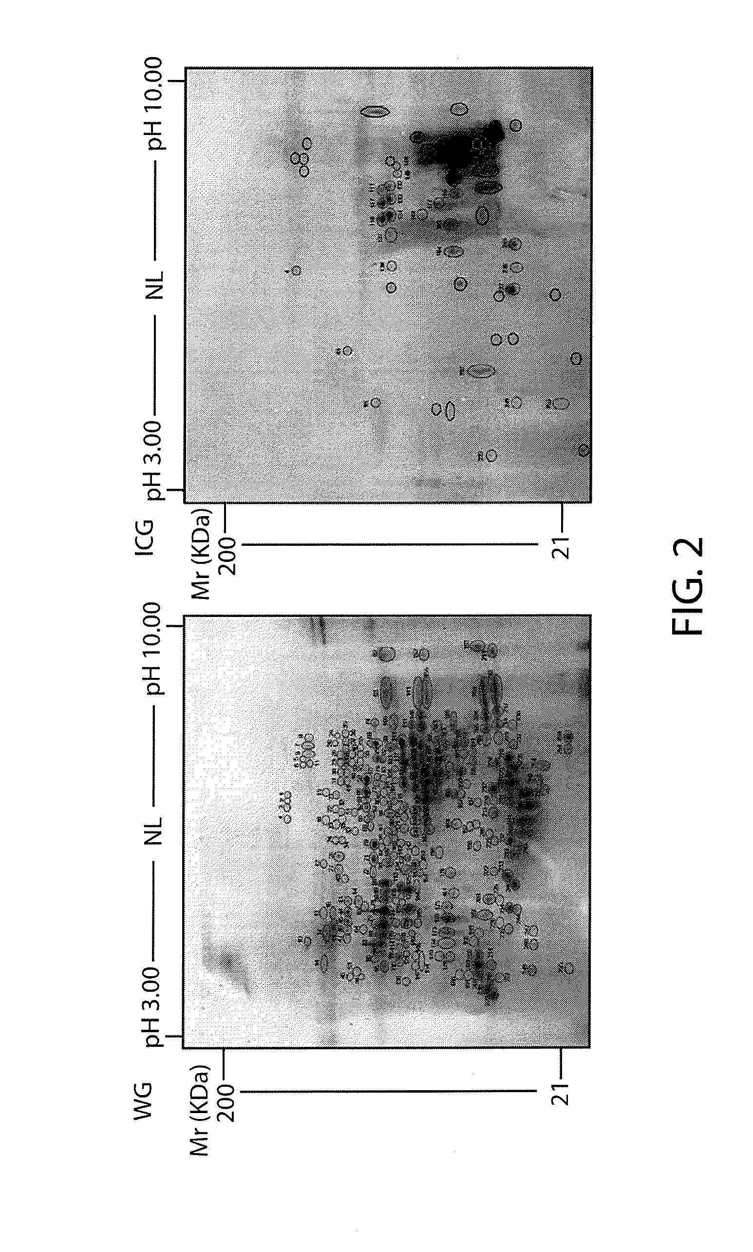 Method for partial degradation of gluten