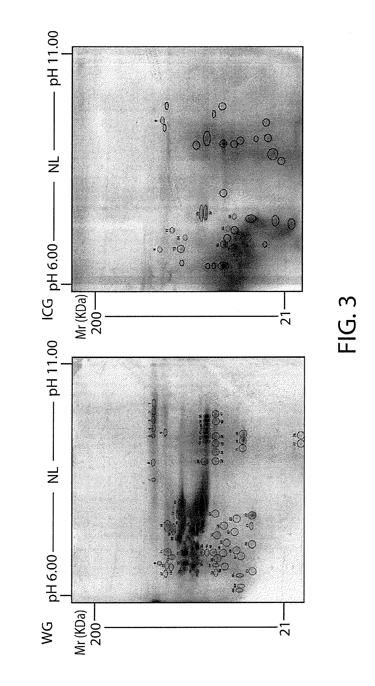 Method for partial degradation of gluten