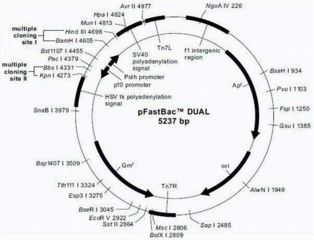 Recombinant vector, recombinant baculovirus prepared from the same and application of virus in preparation of malaria vaccines