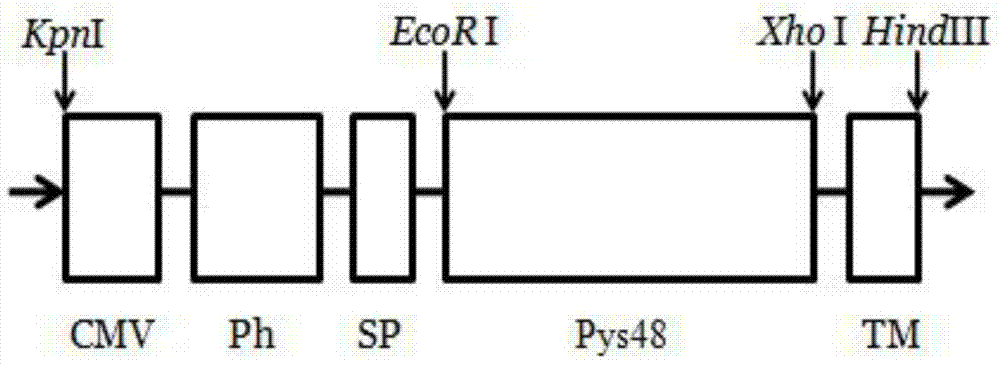 Recombinant vector, recombinant baculovirus prepared from the same and application of virus in preparation of malaria vaccines