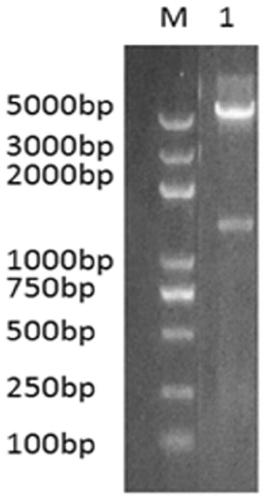 Anti-Pseudomonas aeruginosa exotoxin-a nanobody and its application