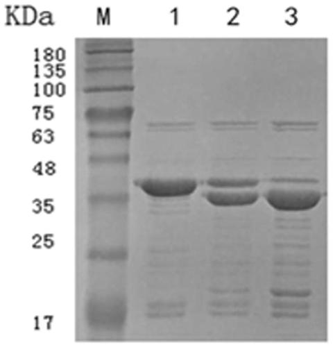 Anti-Pseudomonas aeruginosa exotoxin-a nanobody and its application