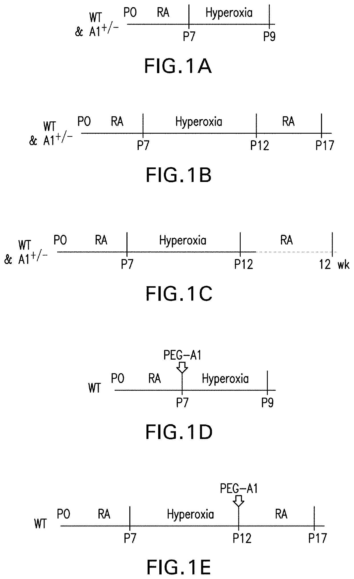 Compositions containing arginase 1 for the treatment of neurovascular and retinal vascular disorders