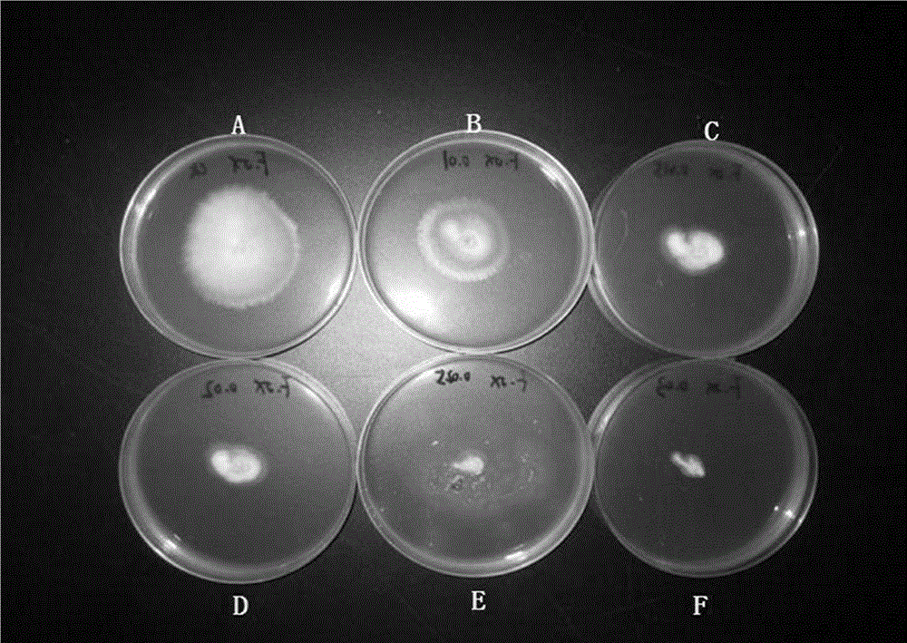 Method for efficiently preventing and controlling watermelon wilt and special microorganism strain thereof