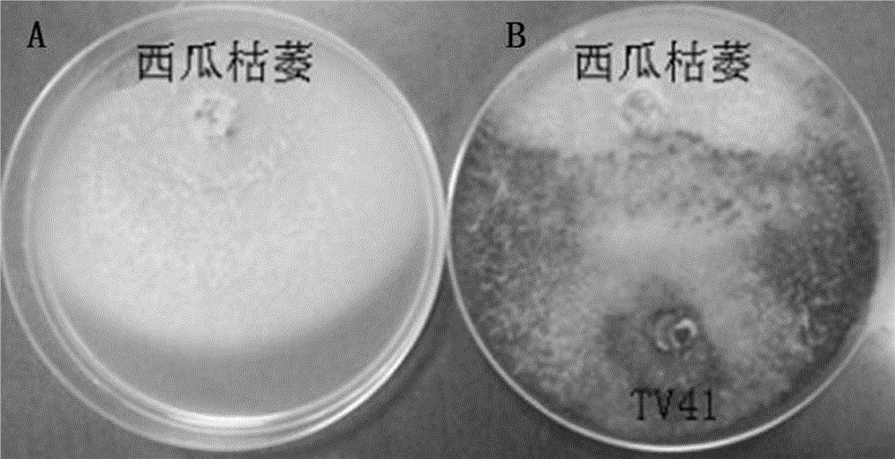 Method for efficiently preventing and controlling watermelon wilt and special microorganism strain thereof