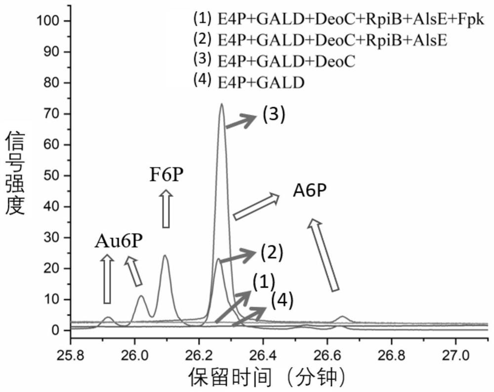 Preparation method of allose 6-phosphate, acetyl phosphate and acetyl coenzyme A