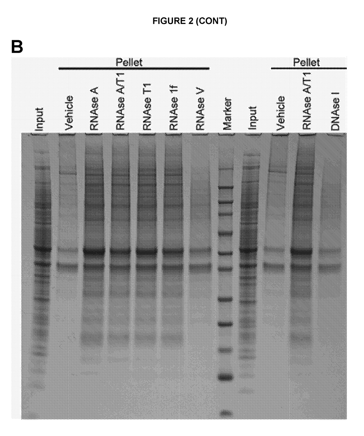 Method for Preventing or Treating a Protein Aggregation Disease