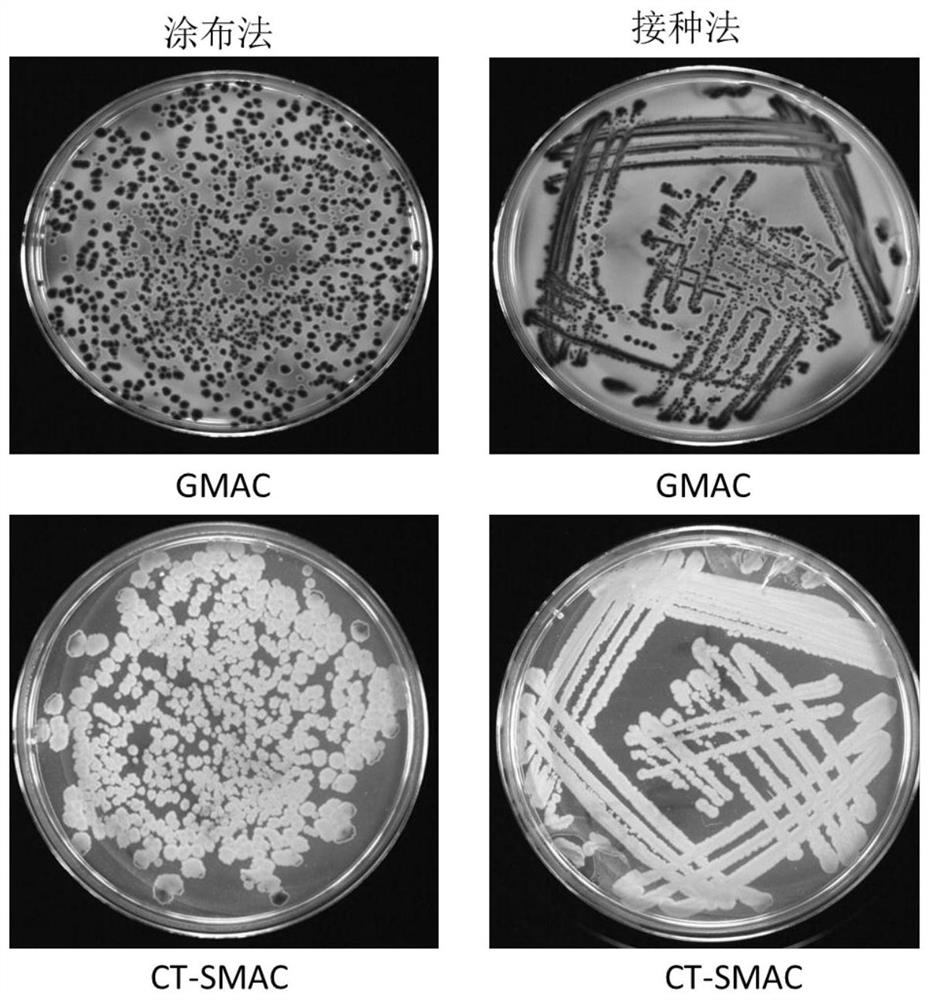 Isolation medium for detecting Escherichia coli O157 and preparation method thereof