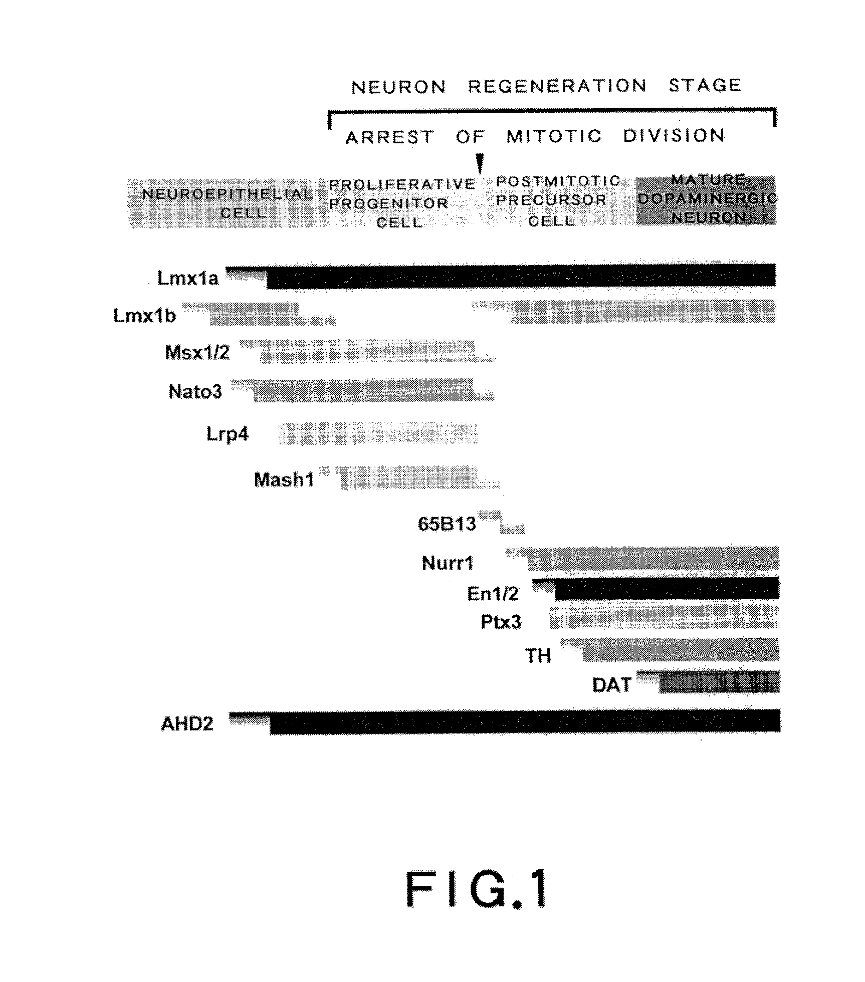 DOPAMINERGIC NEURON PROLIFERATIVE PROGENITOR CELL MARKER Msx1/2