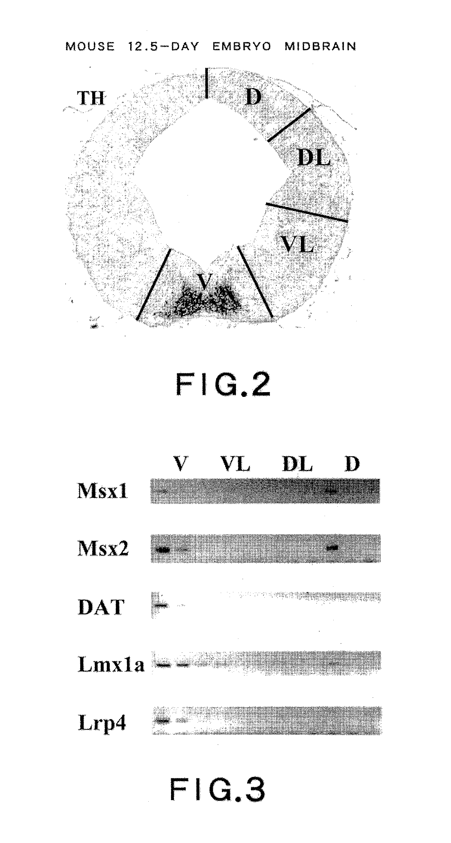 DOPAMINERGIC NEURON PROLIFERATIVE PROGENITOR CELL MARKER Msx1/2