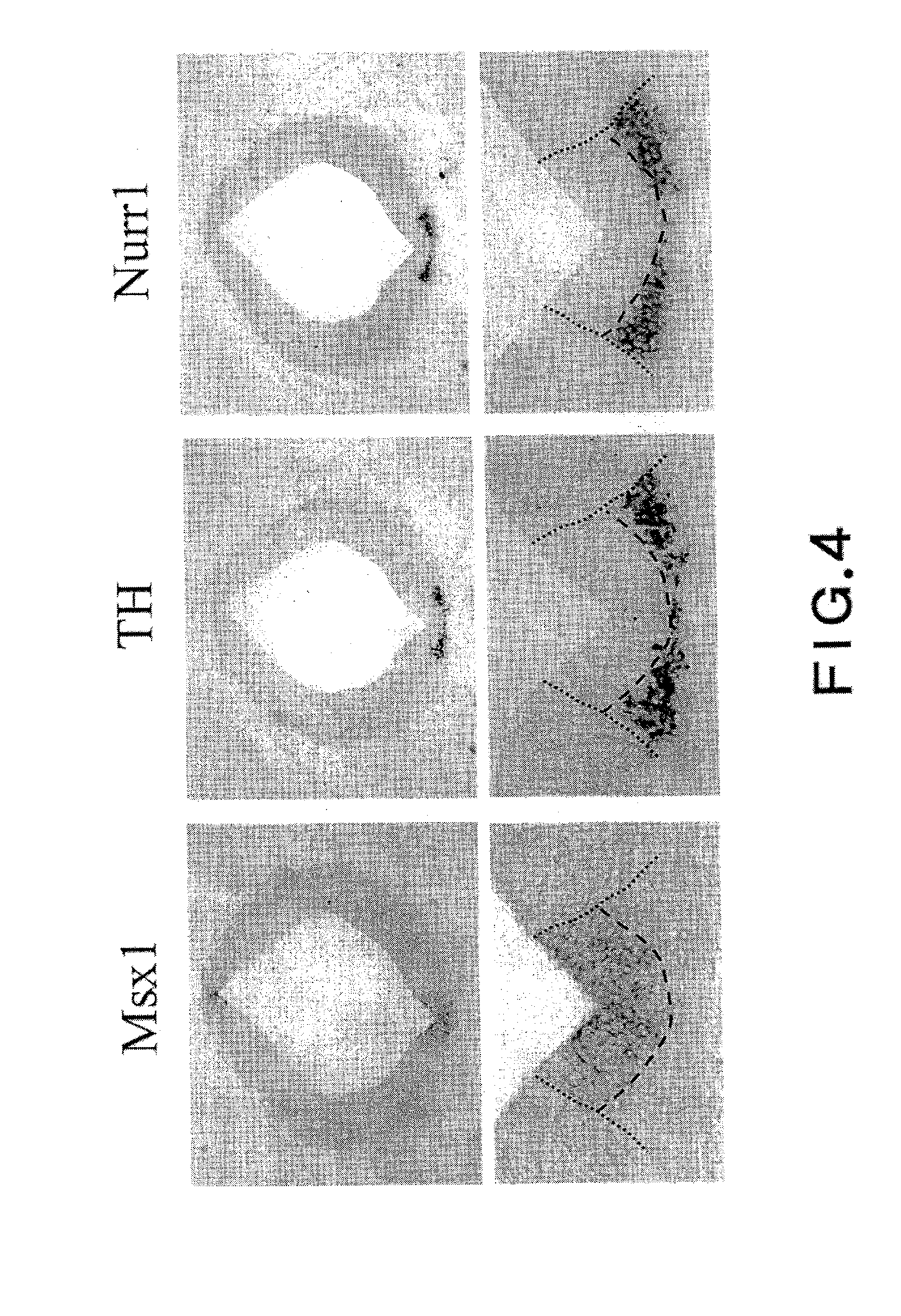 DOPAMINERGIC NEURON PROLIFERATIVE PROGENITOR CELL MARKER Msx1/2