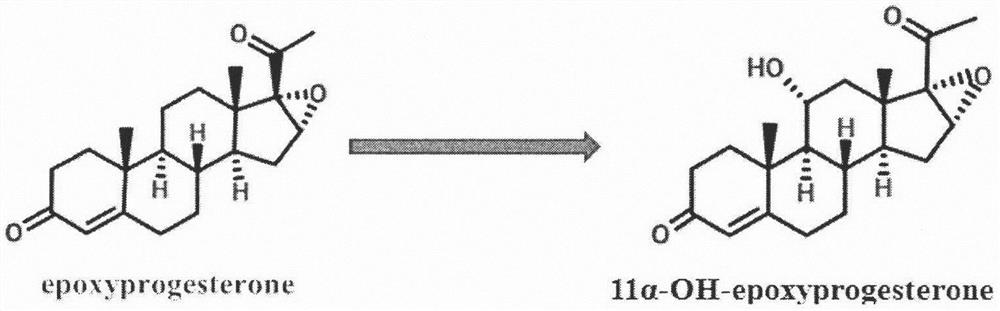 Inducible promoter from filamentous fungus aspergillus niger and application of inducible promoter