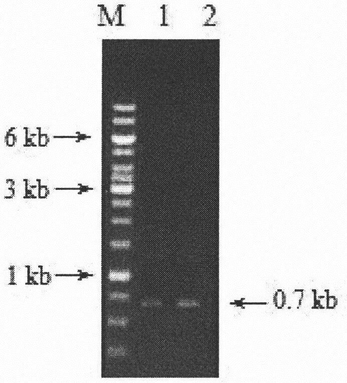 Inducible promoter from filamentous fungus aspergillus niger and application of inducible promoter