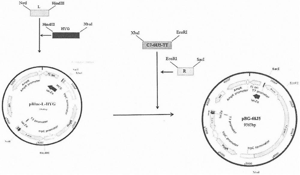 Inducible promoter from filamentous fungus aspergillus niger and application of inducible promoter