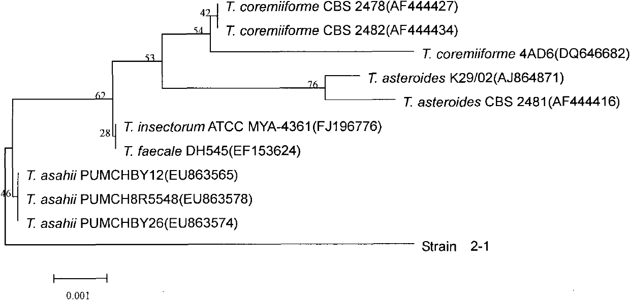 Trichosporon asahii 2-1 and application thereof in preparing acrylic acid