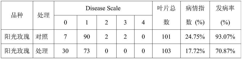 Method for inhibiting grape powdery mildew by using reflective ground cloth