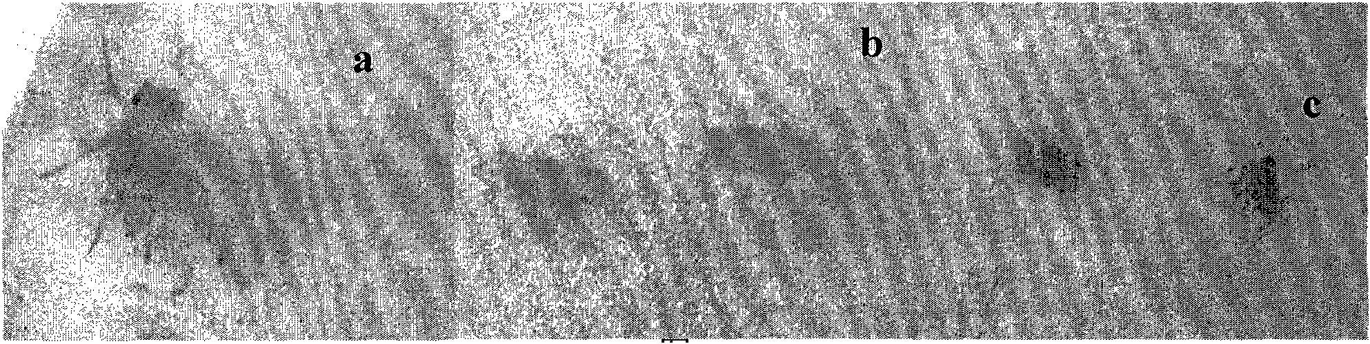 Method for cultivating transgenic plant with improved insect resistance by using RNA interference technology and special DNA fragment thereof