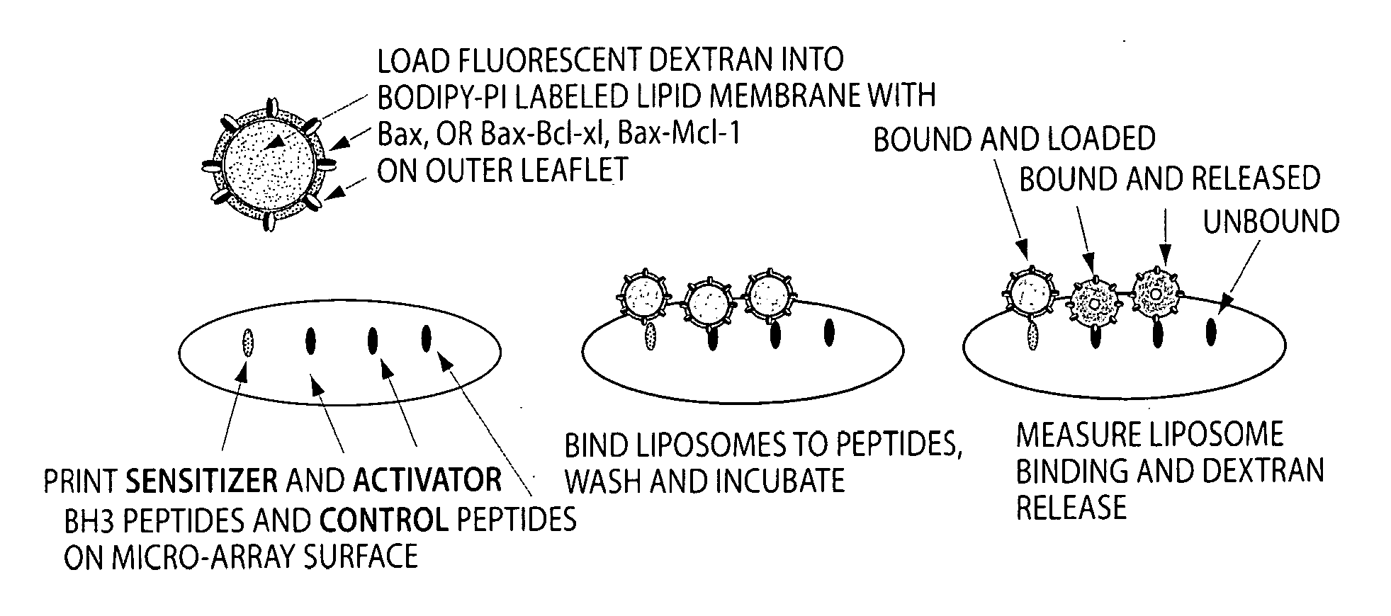 Assay system to identify therapeutic agents