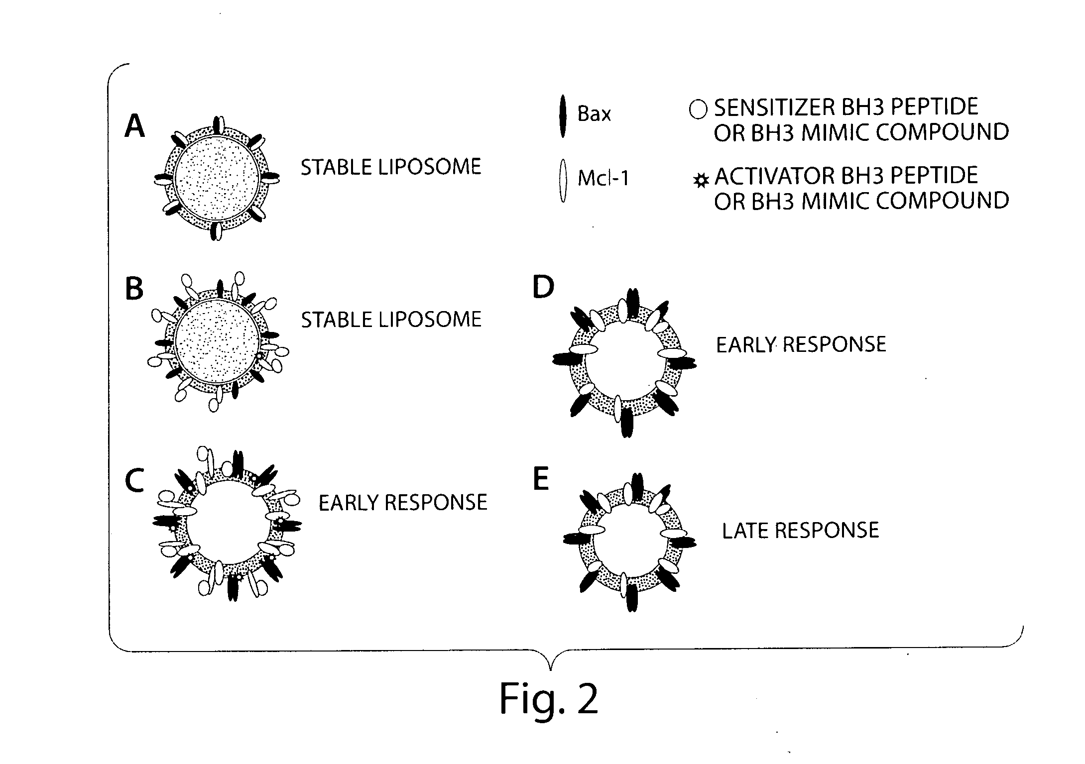 Assay system to identify therapeutic agents