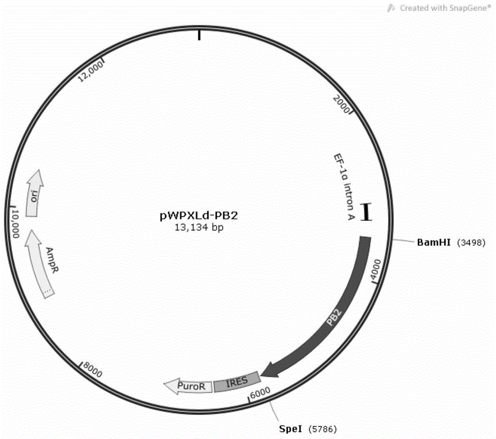 A549-5Ps cell line and building method and application thereof