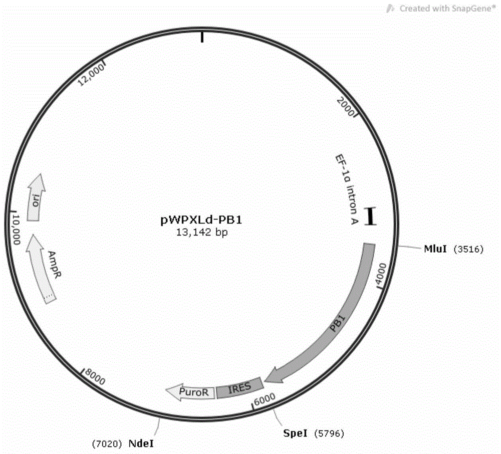 A549-5Ps cell line and building method and application thereof