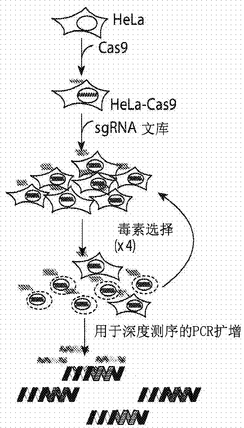 Compositions and methods for inhibiting wnt signaling