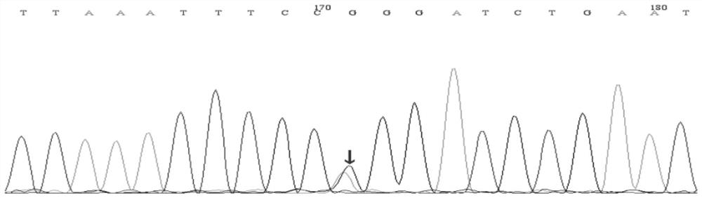 Capture probe and kit for primary atopic disease related genes and application of kit