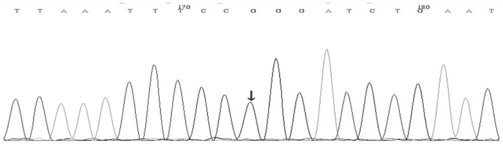 Capture probe and kit for primary atopic disease related genes and application of kit