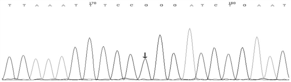 Capture probe and kit for primary atopic disease related genes and application of kit