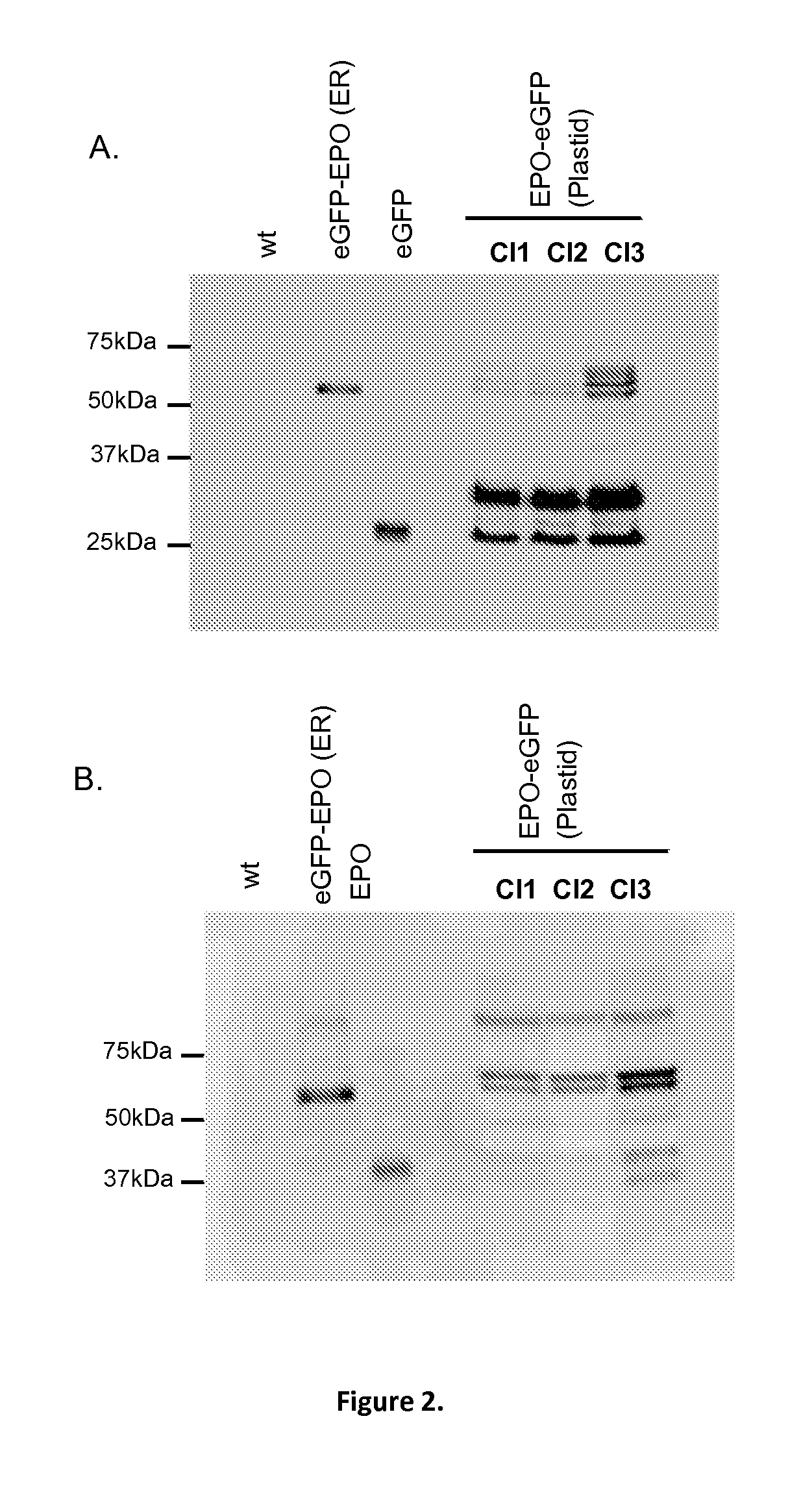 Production of high mannose glycosylated proteins stored in the plastid of microalgae