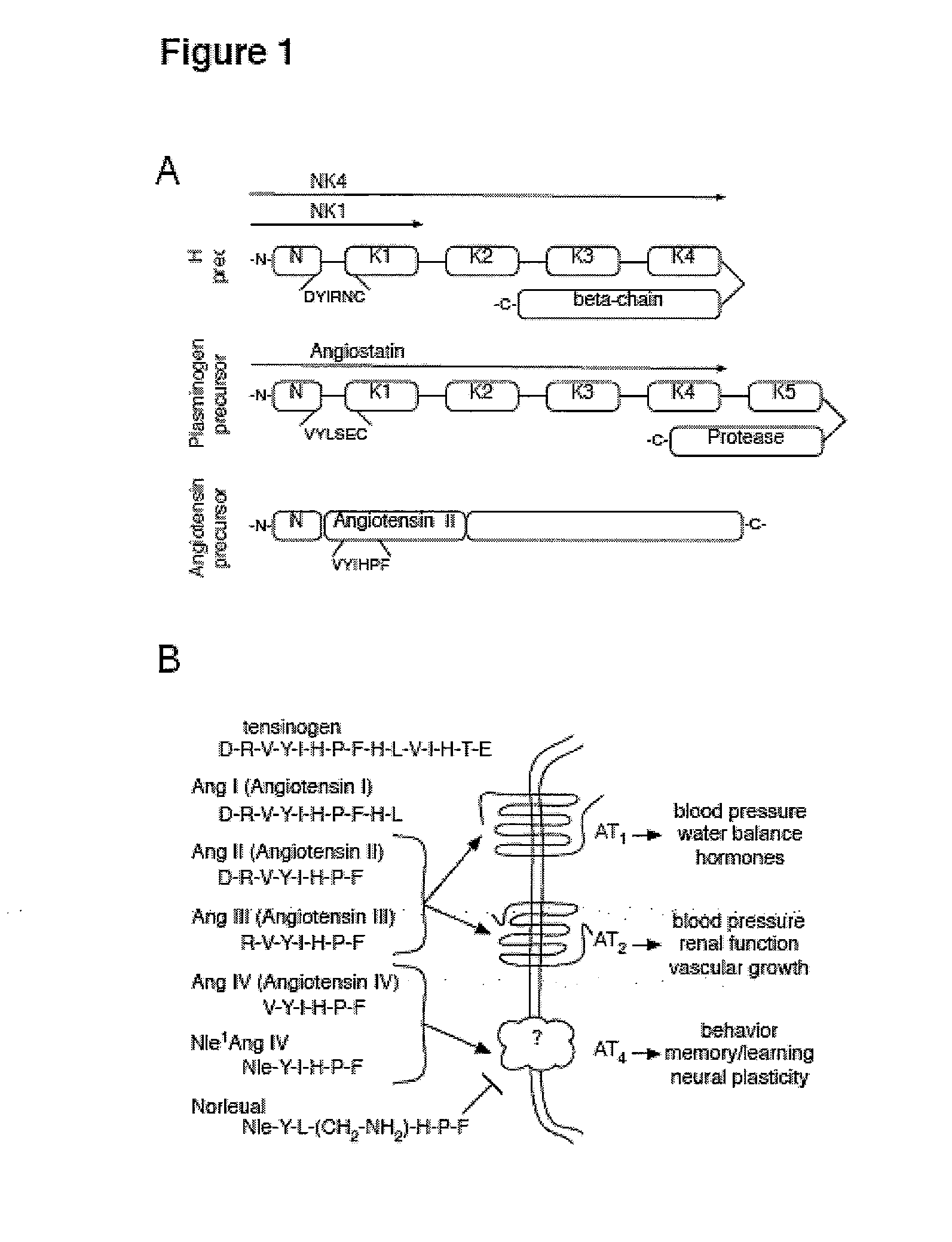 C-met receptor regulation by angiotensin iv (AT4) receptor ligands