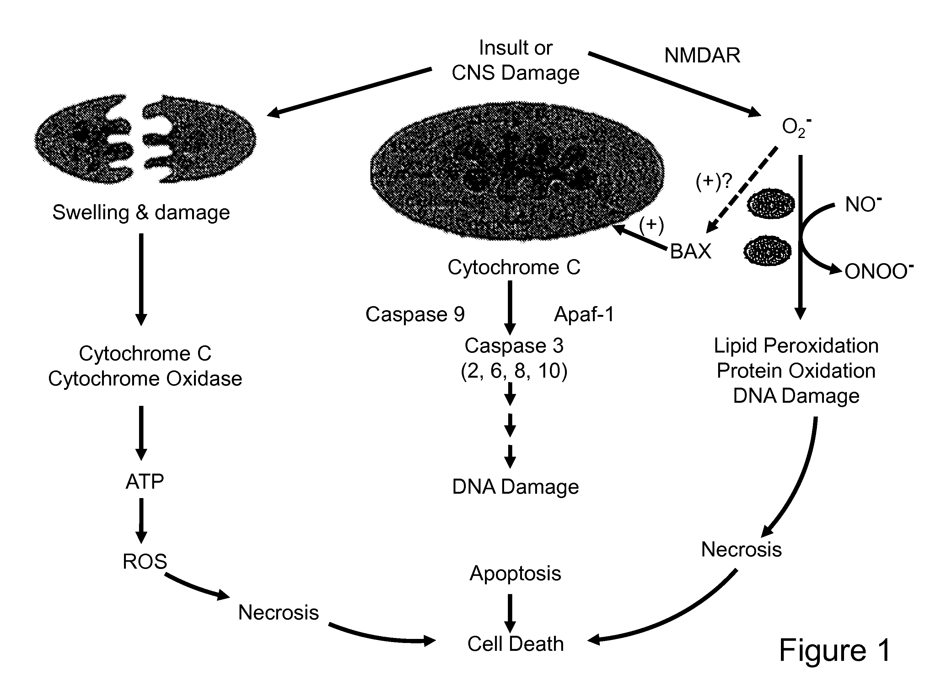 Anti-Apoptotic Benzodiazepine Receptor Ligand Inhibitors