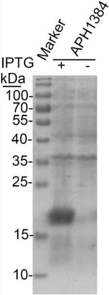 Application of anaplasma phagocytophilum protein APH1384