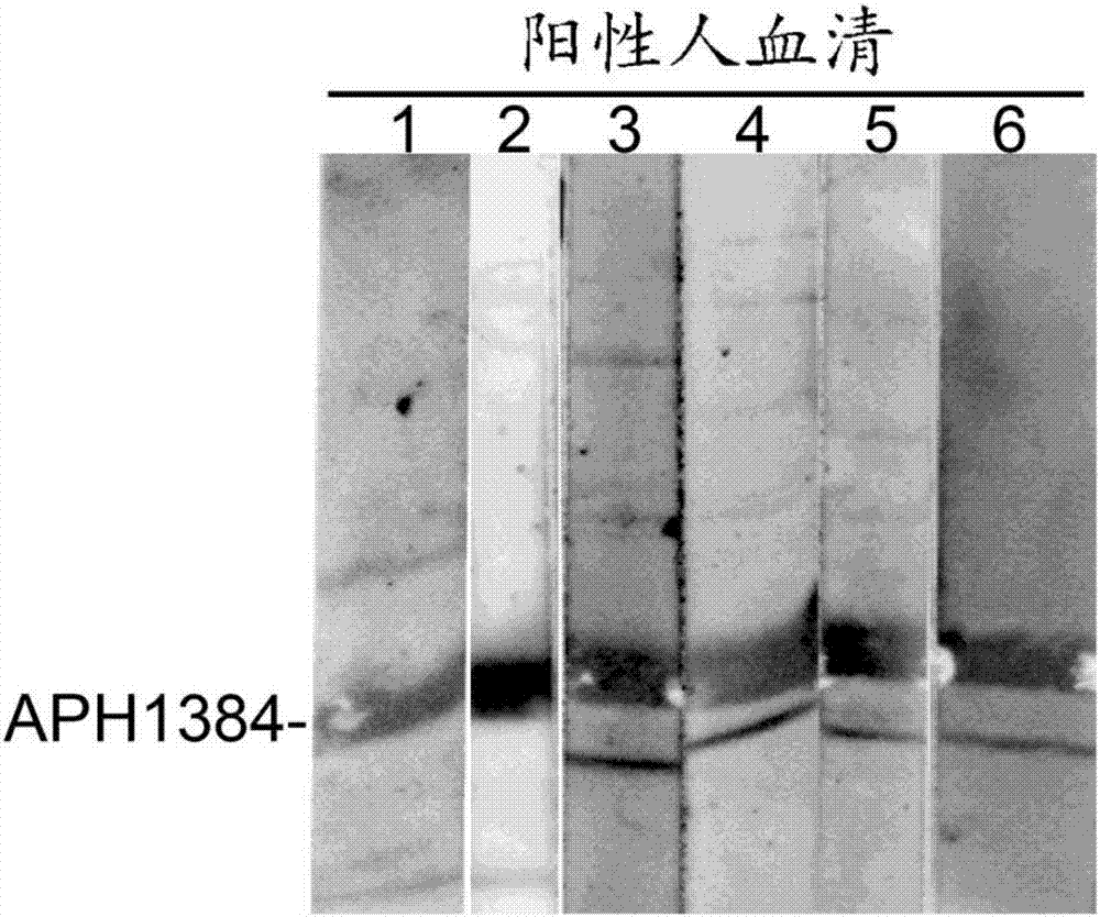 Application of anaplasma phagocytophilum protein APH1384