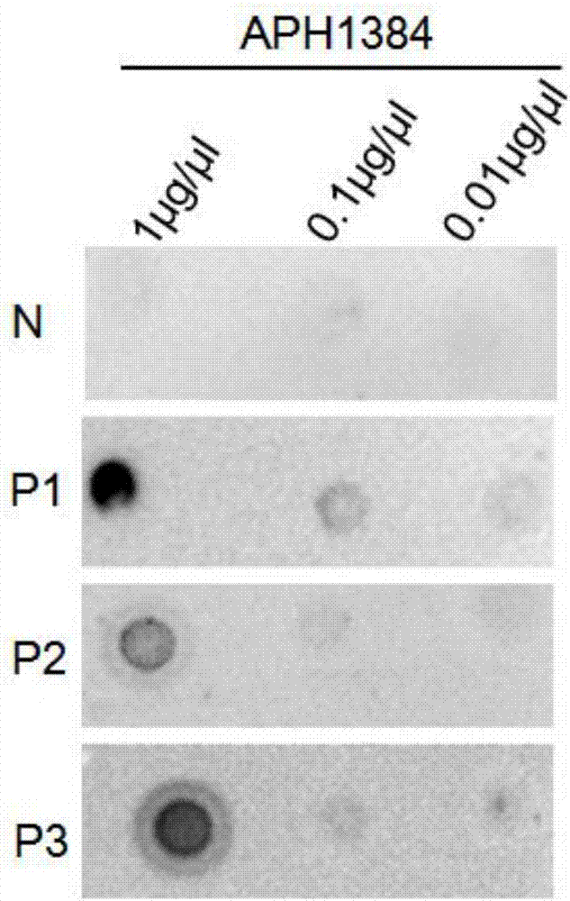 Application of anaplasma phagocytophilum protein APH1384