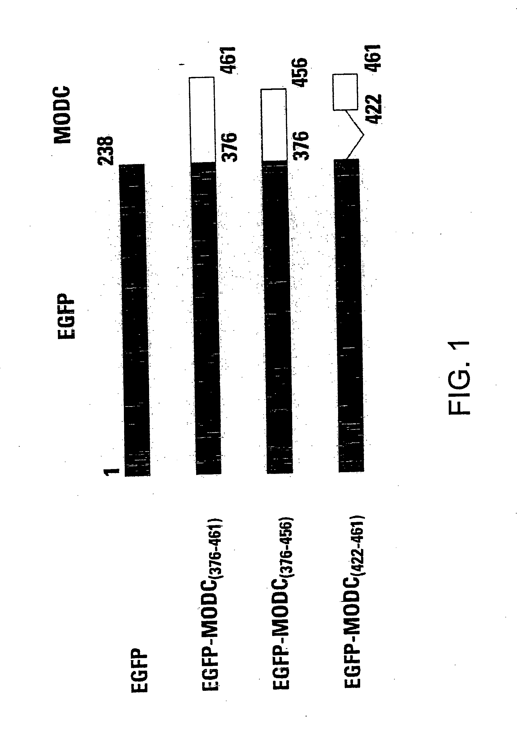 Rapidly degrading GFP-fusion proteins and methods of use