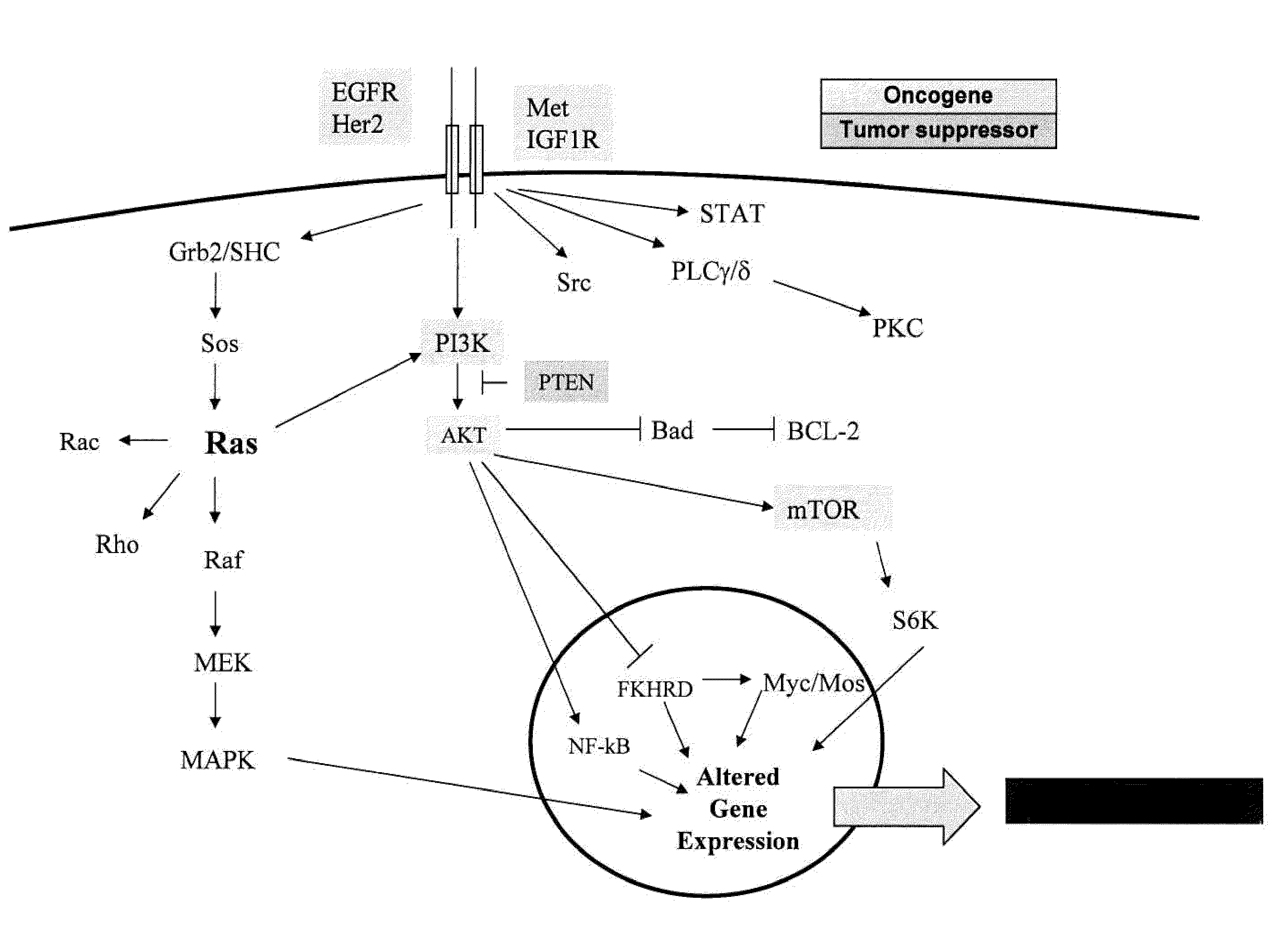 Methods and gene expression signature for assessing ras pathway activity