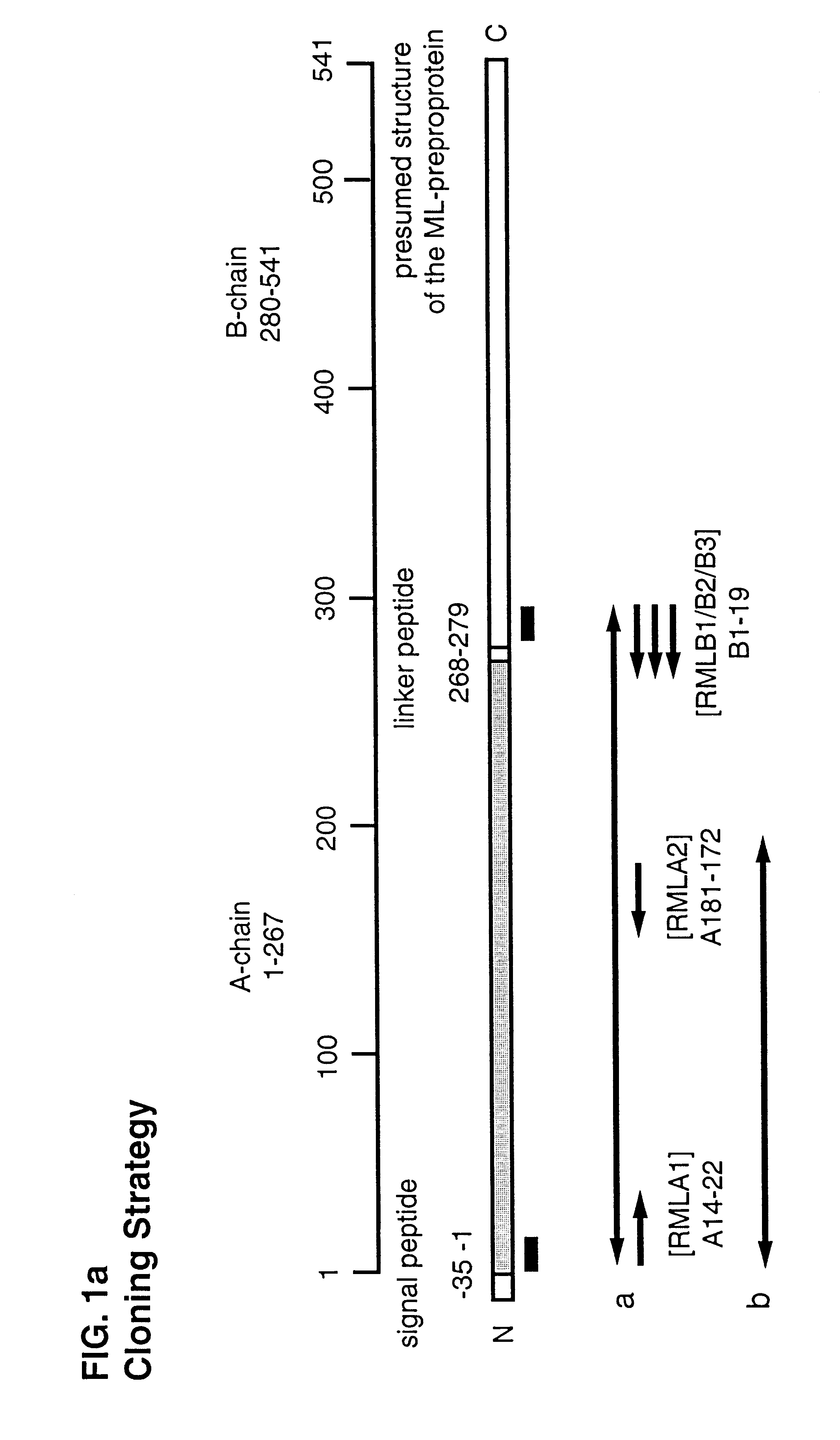 Recombinant mistletoe lectin (rML)