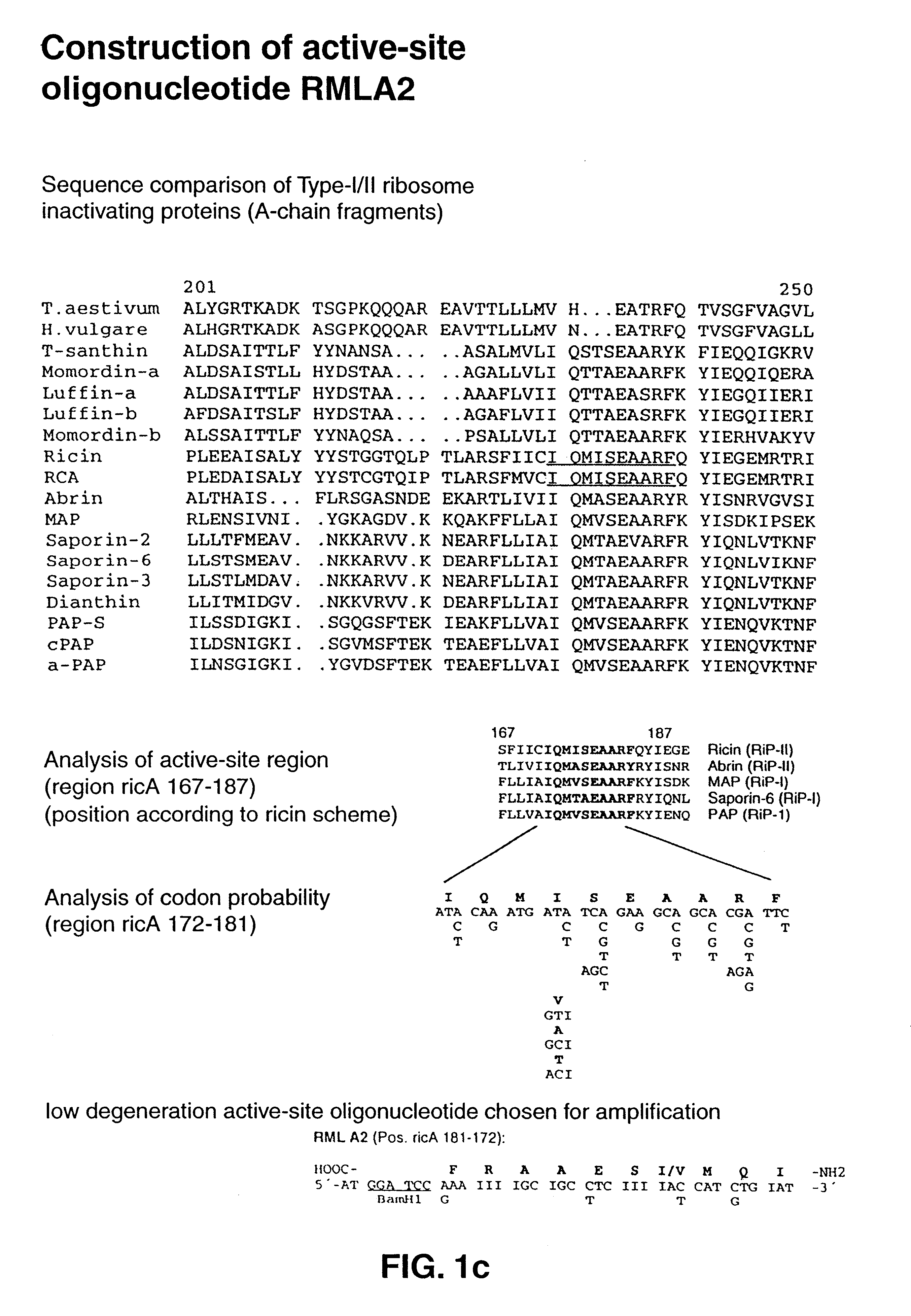 Recombinant mistletoe lectin (rML)