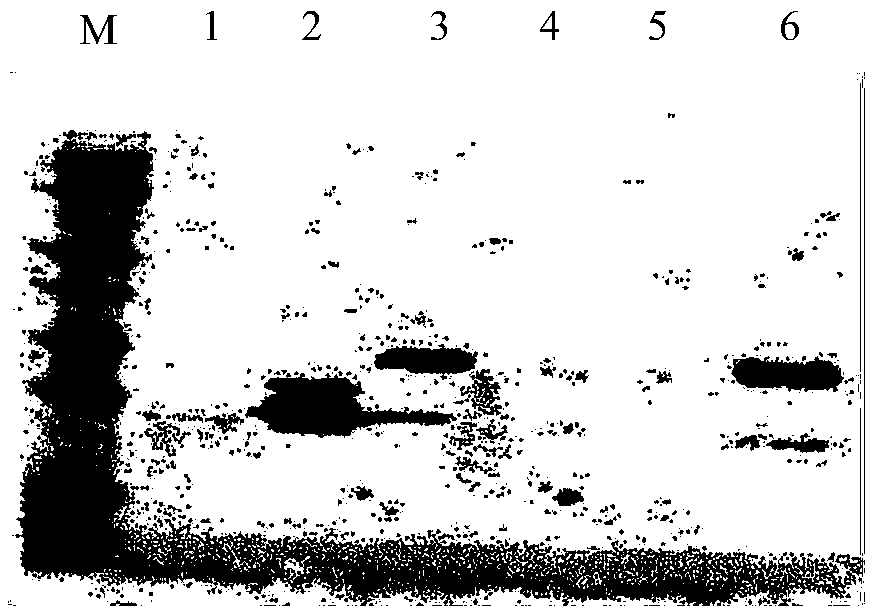 Colloidal gold immunochromatographic test paper detecting African swine fever virus antigen, preparation method and application thereof