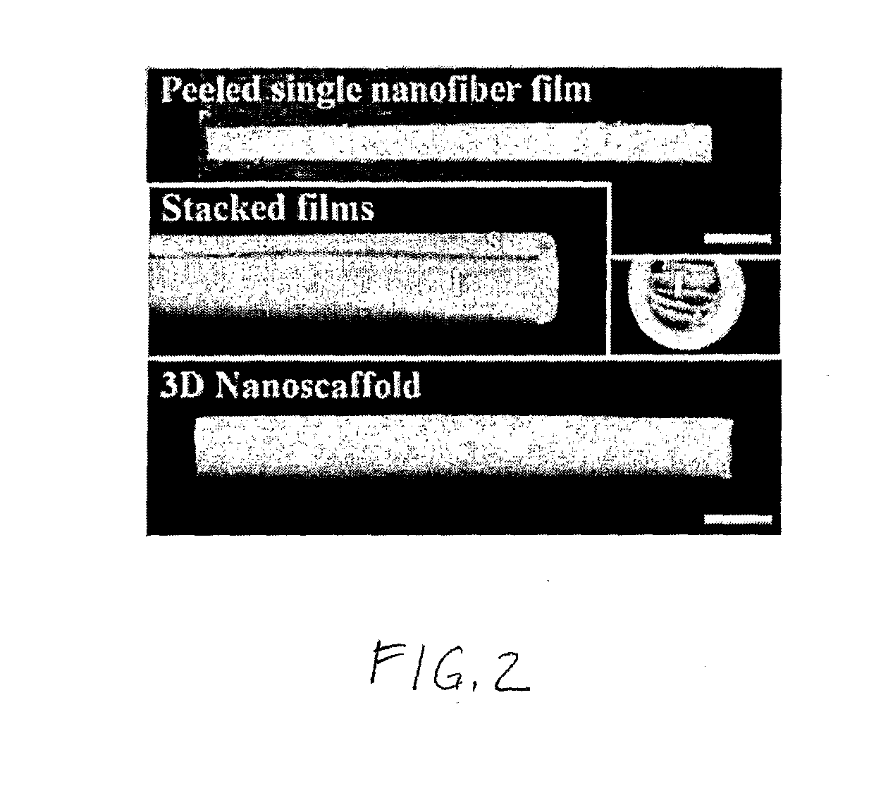 Nanofilament Scaffold for Tissue Regeneration