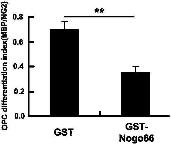 TAT-WNK102 transmembrane protein and application thereof