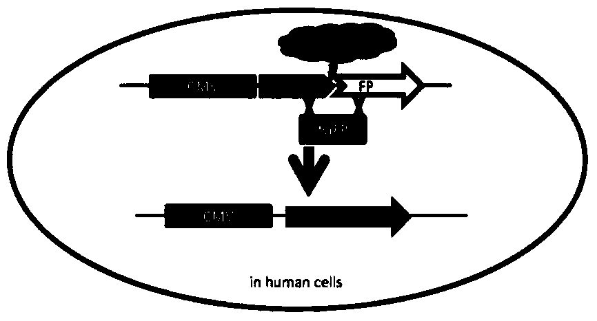 A chimeric nuclease that specifically recognizes and repairs the beta-globin gene of β-thalassemia